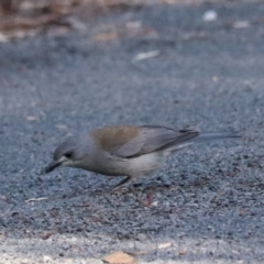 Colluricincla harmonica at Bungonia National Park - 10 Jun 2024 02:33 PM