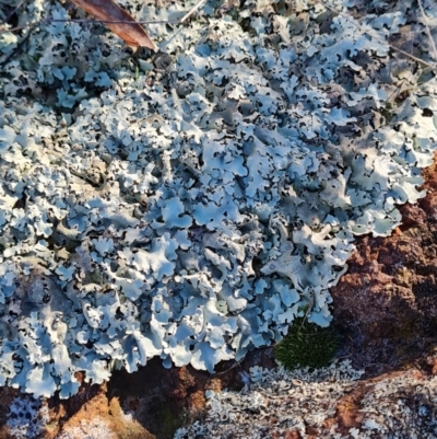 Xanthoparmelia sp. at Mount Rogers - 10 Jun 2024 by WalkYonder