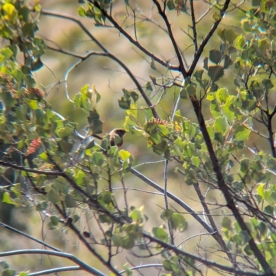 Amytornis purnelli (Dusky Grasswren) at Chilla Well, NT - 23 May 2024 by Darcy