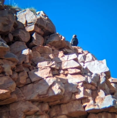 Hamirostra melanosternon (Black-breasted Buzzard) at Chilla Well, NT - 23 May 2024 by Darcy