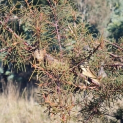 Hakea sericea (Needlebush) at Mount Rogers - 10 Jun 2024 by WalkYonder