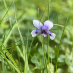 Viola hederacea (Ivy-leaved Violet) at O'Reilly, QLD - 10 Jun 2024 by Hejor1