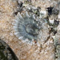 Montfortula rugosa at Currumbin, QLD - 9 Jun 2024 by Hejor1