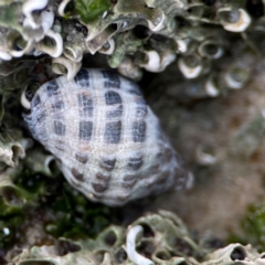 Morula marginalba at Currumbin, QLD - 9 Jun 2024 by Hejor1