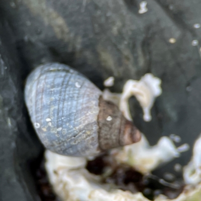 Austrolittorina unifasciata at Currumbin, QLD - 9 Jun 2024 by Hejor1