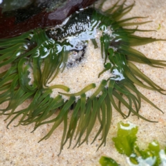 Aulactinia veratra at Currumbin, QLD - 9 Jun 2024 by Hejor1