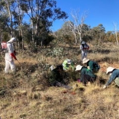 Nassella trichotoma (Serrated Tussock) at Mount Majura - 10 Jun 2024 by waltraud