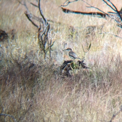 Lalage tricolor (White-winged Triller) at Chilla Well, NT - 23 May 2024 by Darcy