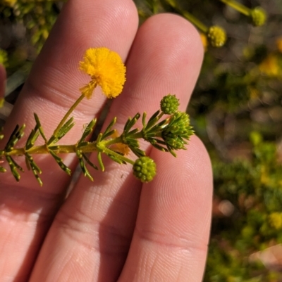 Acacia spondylophylla (Curry Wattle, Spine-leaf Wattle) at Chilla Well, NT - 23 May 2024 by Darcy