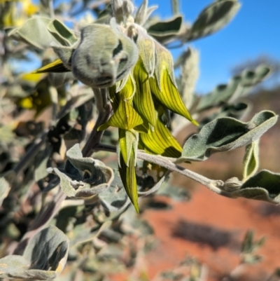 Crotalaria cunninghamii (Birdflower) at Lake Mackay, NT - 23 May 2024 by Darcy