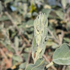 Crotalaria cunninghamii at Lake Mackay, NT - 23 May 2024 03:53 PM