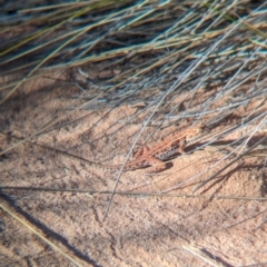 Ctenophorus isolepis (Military Dragon) at Lake Mackay, NT - 23 May 2024 by Darcy