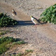 Vanellus miles at Ilparpa, NT - 25 May 2024 07:58 AM