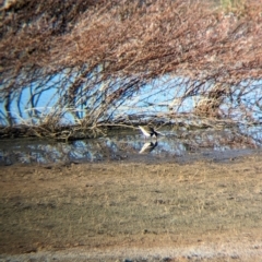 Erythrogonys cinctus (Red-kneed Dotterel) at Ilparpa, NT - 25 May 2024 by Darcy