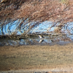 Erythrogonys cinctus (Red-kneed Dotterel) at Ilparpa, NT - 24 May 2024 by Darcy