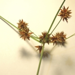 Cyperus lhotskyanus (A Sedge) at Urambi Hills - 9 Feb 2024 by michaelb