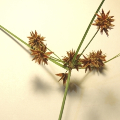 Cyperus lhotskyanus (A Sedge) at Urambi Hills - 9 Feb 2024 by MichaelBedingfield