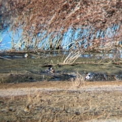 Thinornis melanops at Ilparpa, NT - 25 May 2024 08:09 AM