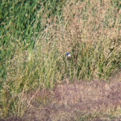 Malurus assimilis (Purple-backed Fairywren) at Ilparpa, NT - 25 May 2024 by Darcy