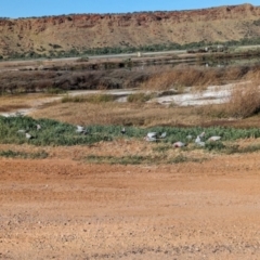 Eolophus roseicapilla (Galah) at Ilparpa, NT - 25 May 2024 by Darcy