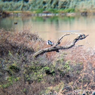 Grallina cyanoleuca (Magpie-lark) at Ilparpa, NT - 25 May 2024 by Darcy