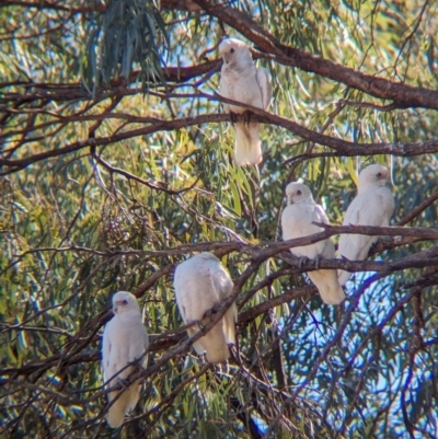 Cacatua sanguinea (Little Corella) at Ilparpa, NT - 25 May 2024 by Darcy