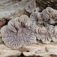 Auricularia pusio group at Banksia Street Wetland Corridor - 11 Jun 2024 by trevorpreston