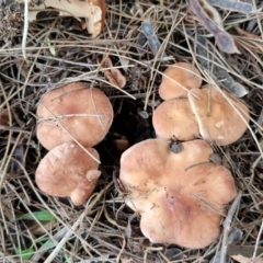 Unidentified Cap on a stem; gills below cap [mushrooms or mushroom-like] at BSW001: Banksia St Wetland  - 11 Jun 2024 by trevorpreston