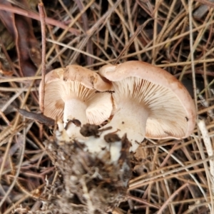 zz agaric (stem; gills not white/cream) at BSW001: Banksia St Wetland  - 11 Jun 2024 02:18 PM