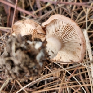 zz agaric (stem; gills not white/cream) at BSW001: Banksia St Wetland  - 11 Jun 2024 02:18 PM