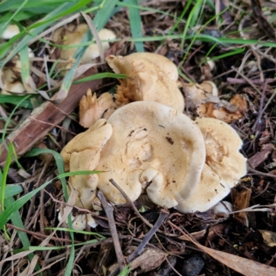 Leucopaxillus cerealis at Banksia Street Wetland Corridor - 11 Jun 2024 by trevorpreston