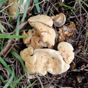 Leucopaxillus cerealis at Undefined Area - 11 Jun 2024 02:17 PM