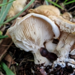 Leucopaxillus cerealis at BSW001: Banksia St Wetland  - 11 Jun 2024