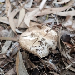 Agaricus sp. (Agaricus) at Banksia Street Wetland Corridor - 11 Jun 2024 by trevorpreston