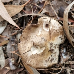 Agaricus sp. at Banksia Street Wetland Corridor - 11 Jun 2024 02:16 PM