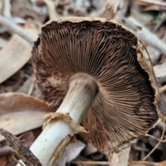 Agaricus sp. at Banksia Street Wetland Corridor - 11 Jun 2024 02:16 PM