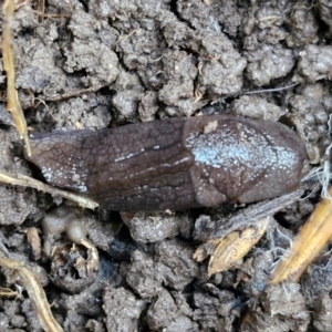 Milax gagates at Banksia Street Wetland Corridor - 11 Jun 2024 02:14 PM