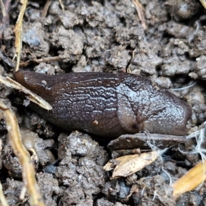 Milax gagates at Banksia Street Wetland Corridor - 11 Jun 2024 02:14 PM