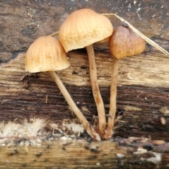 Unidentified Cap on a stem; gills below cap [mushrooms or mushroom-like] at Banksia Street Wetland Corridor - 11 Jun 2024 by trevorpreston