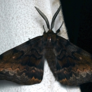 Chelepteryx collesi at Rosedale, NSW - 8 Jun 2024 09:29 PM