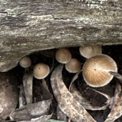 Mycena sp. (genus) at Aranda Bushland - 11 Jun 2024 04:02 PM