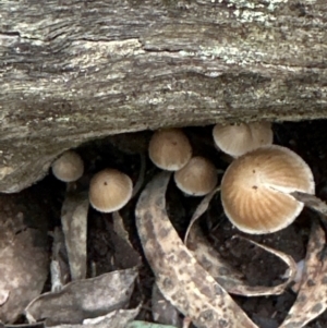 Mycena sp. (genus) at Aranda Bushland - 11 Jun 2024 04:02 PM