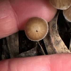Mycena sp. (genus) at Aranda Bushland - 11 Jun 2024 04:02 PM