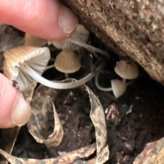 Mycena sp. (genus) at Aranda Bushland - 11 Jun 2024 04:02 PM