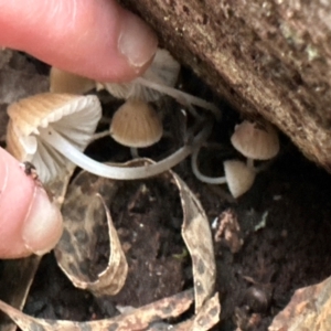 Mycena sp. (genus) at Aranda Bushland - 11 Jun 2024 04:02 PM