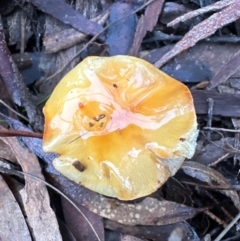 Cortinarius sinapicolor (Slimy Yellow Cortinar) at Aranda Bushland - 11 Jun 2024 by lbradley