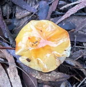 Cortinarius sinapicolor at Aranda Bushland - 11 Jun 2024 04:10 PM