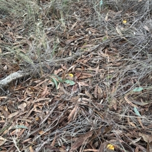 Cortinarius sinapicolor at Aranda Bushland - 11 Jun 2024 04:10 PM