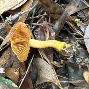 Cortinarius sinapicolor at Aranda Bushland - 11 Jun 2024