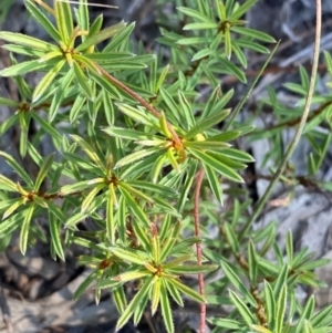 Pultenaea subspicata at Mount Gray Recreation Reserve, Goulburn - 30 Mar 2024 02:56 PM